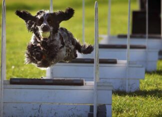 Anxious Dogs Could Benefit From Sports, Study Says