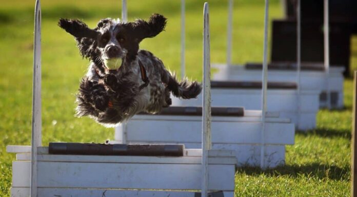 Anxious Dogs Could Benefit From Sports, Study Says