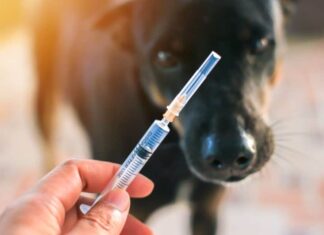 What To Know About Rabies