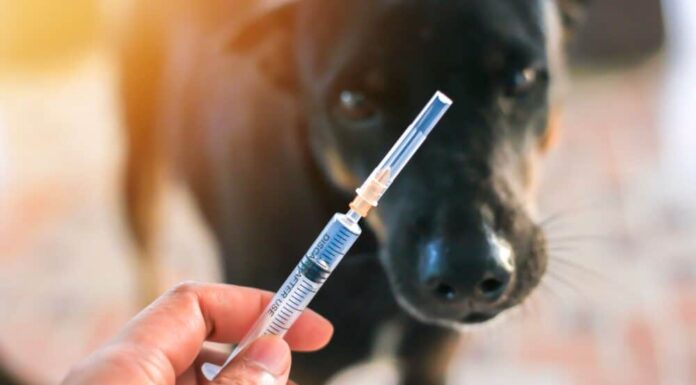What To Know About Rabies