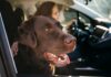 Planning A Roadtrip With Your Dog? Study Says Playing Soft Rock Hits Help Calm Dogs Down
