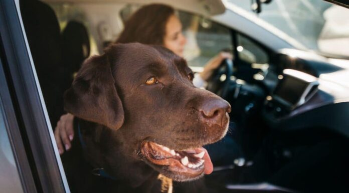 Planning A Roadtrip With Your Dog? Study Says Playing Soft Rock Hits Help Calm Dogs Down