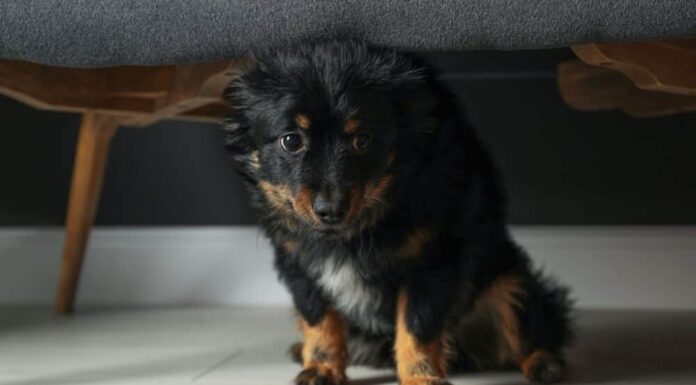 Dealing With Dogs and Thunders