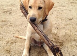 Essential Feeding Tips for Your Large Breed Puppy Explained