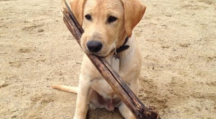 Essential Feeding Tips for Your Large Breed Puppy Explained