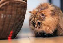 Exploring Laser Pointers: Fun and Risks for Your Cat