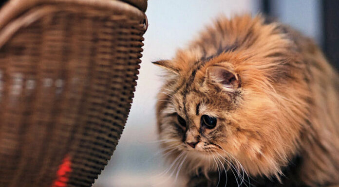 Exploring Laser Pointers: Fun and Risks for Your Cat