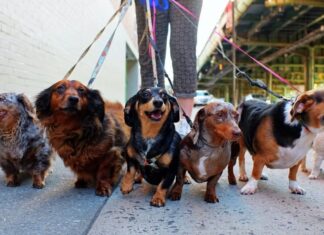 How to Pick the Right Leash for Your Unique Dog