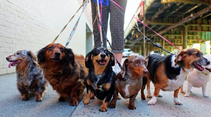 How to Pick the Right Leash for Your Unique Dog