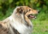 Body Size and Face Shape Help Predict A Dog’s Lifespan, Study Reveals