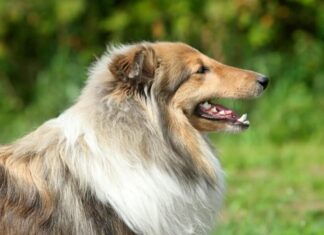 Body Size and Face Shape Help Predict A Dog’s Lifespan, Study Reveals