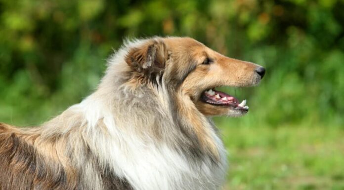 Body Size and Face Shape Help Predict A Dog’s Lifespan, Study Reveals