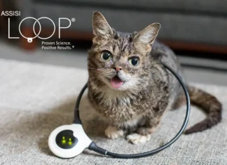 Is Your Cat in Pain? Discover the Signs and Solutions