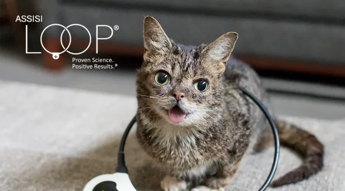 Is Your Cat in Pain? Discover the Signs and Solutions