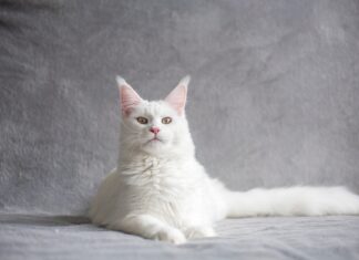 Discover the essential minerals your pet needs for optimal health