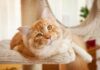Should Cats Have High-Protein Food for Optimal Health?