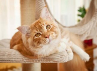 Should Cats Have High-Protein Food for Optimal Health?