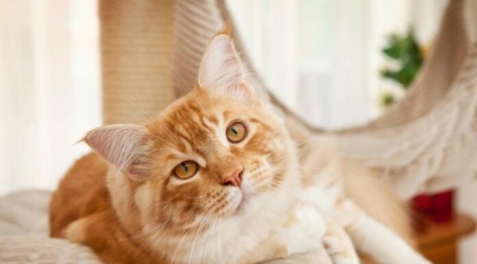 Should Cats Have High-Protein Food for Optimal Health?