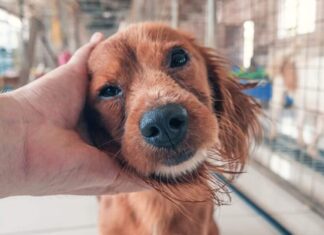 Buying vs. Adopting Dogs: Making An Informed Decision