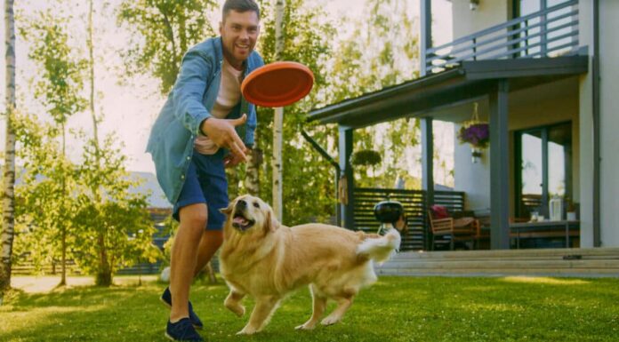 New Year, Greener Pet: 7 Ways To Make An Eco-Friendly Dog Routine In 2025