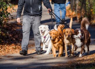 Research Says Walking A Leashed Dog Is Linked To Traumatic Brain Injuries