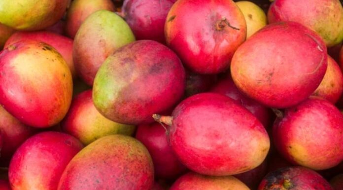 Can Dogs Safely Enjoy Mango? Discover the Truth!