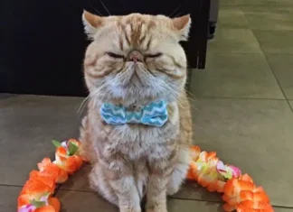 Engage Your Cat’s Mind with Fun Circle Tricks