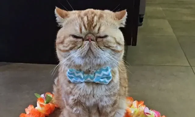 Engage Your Cat’s Mind with Fun Circle Tricks