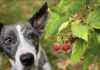 Healthy Treat Options for Dogs and Cats That Balance Their Diet