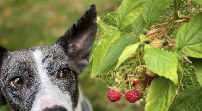 Healthy Treat Options for Dogs and Cats That Balance Their Diet