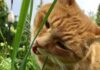 The Surprising Reasons Cats Love Eating Grass