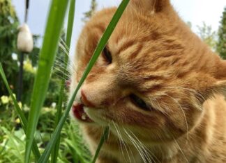 The Surprising Reasons Cats Love Eating Grass