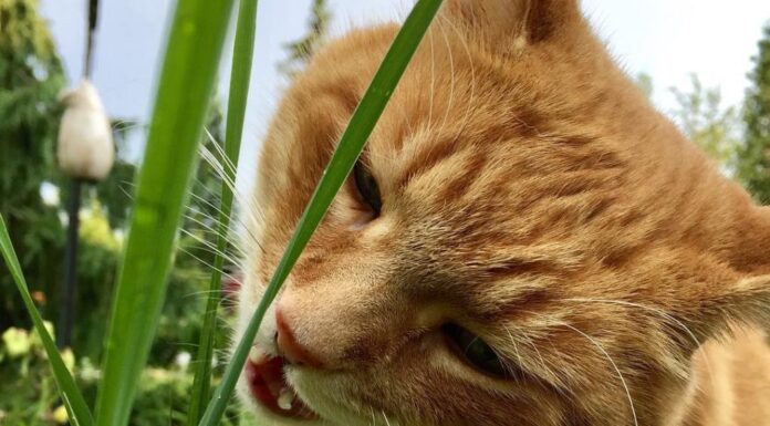 The Surprising Reasons Cats Love Eating Grass