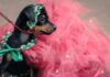 AKC Museum Of The Dog Hosts The Very First Pet Gala