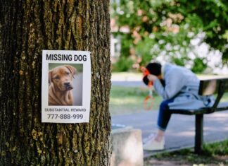 The Emotional Turmoil Experienced After Dog Theft Is The Same As Losing A Child, Study Reveals