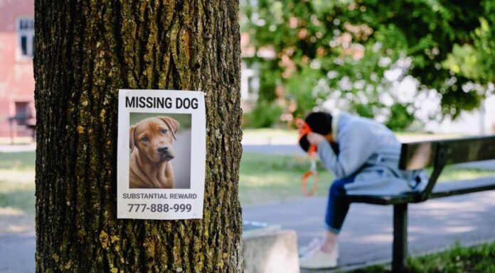 The Emotional Turmoil Experienced After Dog Theft Is The Same As Losing A Child, Study Reveals