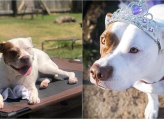 12-Year-Old Pit Bull Elected As New Dog Mayor Of Mooresville