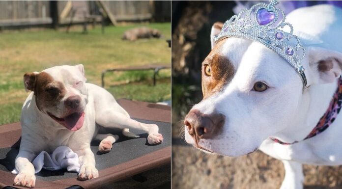 12-Year-Old Pit Bull Elected As New Dog Mayor Of Mooresville