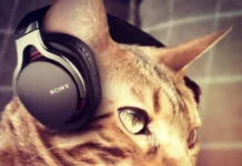 Do Cats Enjoy Music? Discover Their Fascinating Response!