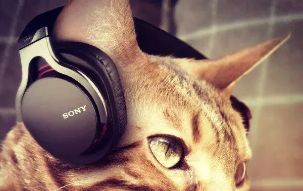 Do Cats Enjoy Music? Discover Their Fascinating Response!