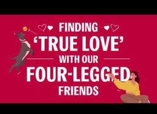 9 In 10 Dog Owners In Serious Relationships Believe In Love At First Sight With Their Pets Than People