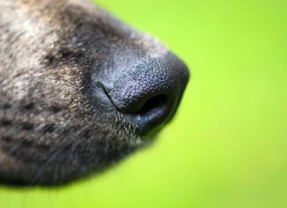 A Closer Look at Your Dog’s Most Useful Feature – His Nose!