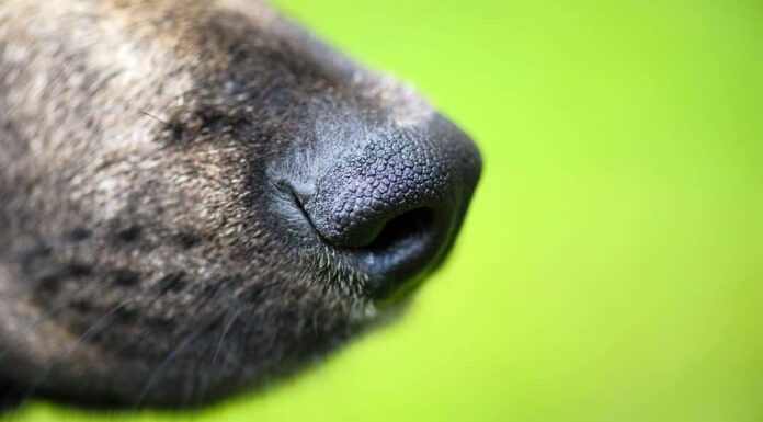A Closer Look at Your Dog’s Most Useful Feature – His Nose!
