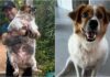 ‘Morbidly Obese Dog’ Undergoes Incredible Transformation A Year After Being Found On The Streets