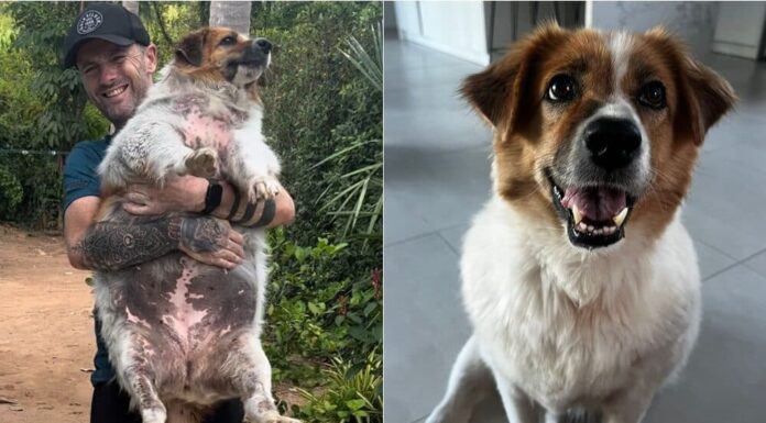 ‘Morbidly Obese Dog’ Undergoes Incredible Transformation A Year After Being Found On The Streets