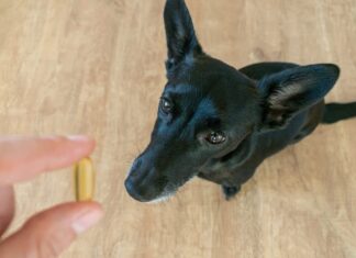 5 Healthy Oils To Add To Your Dog’s Diet