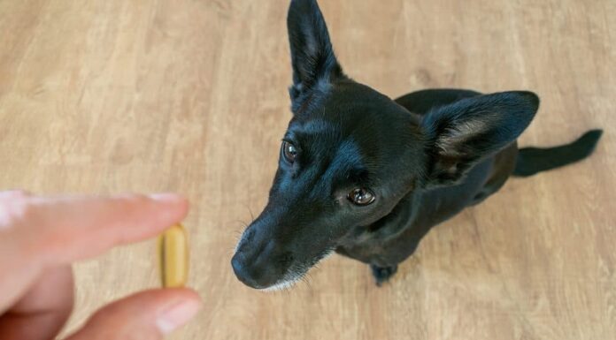 5 Healthy Oils To Add To Your Dog’s Diet