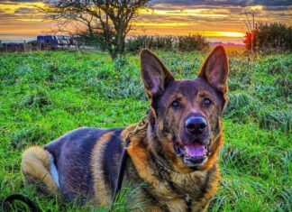 On His First Walk After A Major Surgery, Retired K9 Dog Locates And Rescues Missing Man