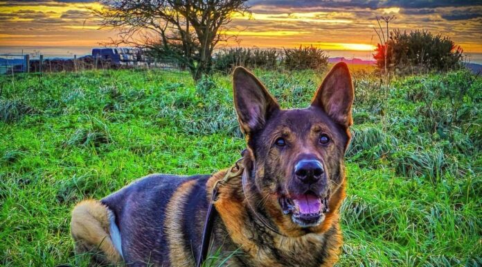 On His First Walk After A Major Surgery, Retired K9 Dog Locates And Rescues Missing Man