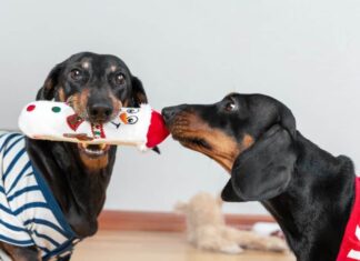 Recent Study Shows That Dogs May Stay in ‘Better Health’ If They Have A Pet Friend